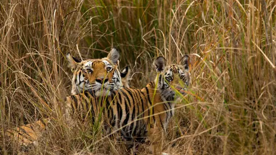 Tigerjunge begrüßen ihre Mutter im indischen Bandhavgarh-Nationalpark, als sie von der Jagd zurückkehrt. (Foto: Suyash Keshari/WWF/dpa)