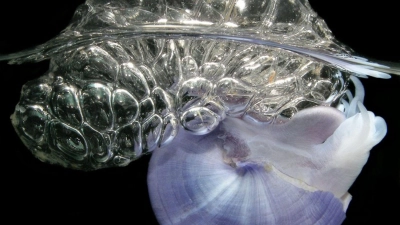 Ein Exemplar der Schneckenart Janthina baut ein Floß aus Blasen. (Foto: Denis Riek/The Global Ocean Surface Ecosystem Alliance/dpa)