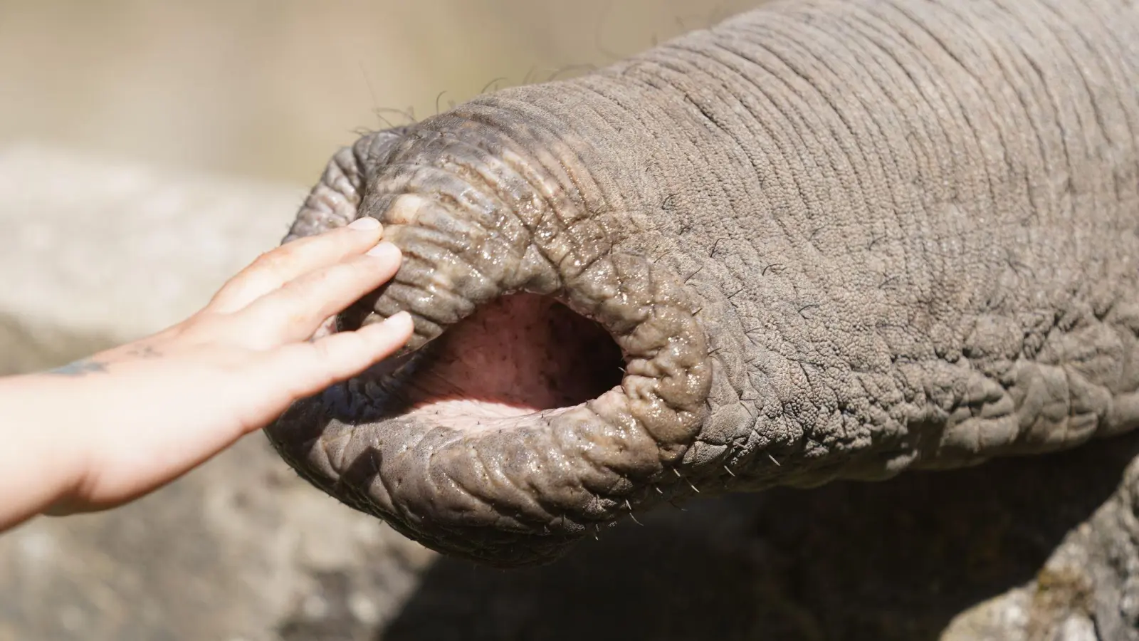 Elefanten zupfen trotz grober Statur präzise Blätter, sie schöpfen Wasser und können winzige Futterstücke ebenso aufheben wie Baumstämme.  (Foto: Marcus Brandt/dpa)