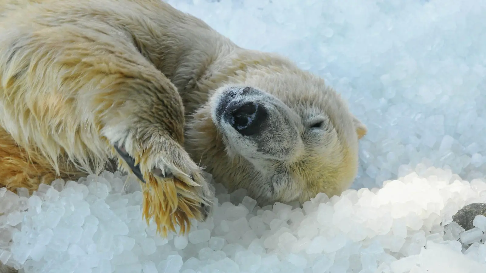 Ein Eisbär wälzt sich bei sommerlicher Hitze genüsslich im Eis. (Foto: Michael Heitmann/dpa)