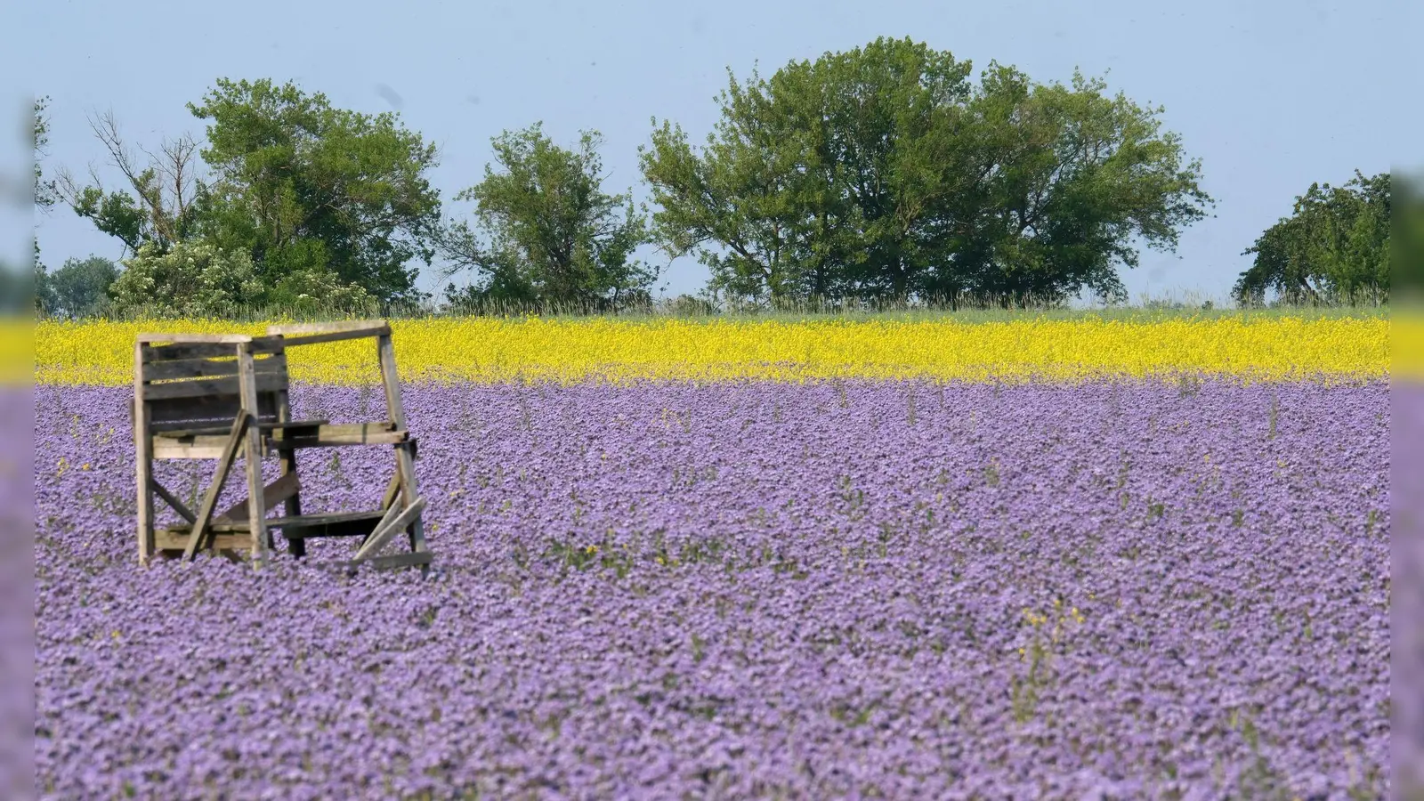 Thron im Blütenmeer: Eine Ansitz für die Jagd steht in einem Feld mit blühender Phacelia und mit Ackersenf im Leipziger Land in Sachsen. (Foto: Sebastian Willnow/dpa)