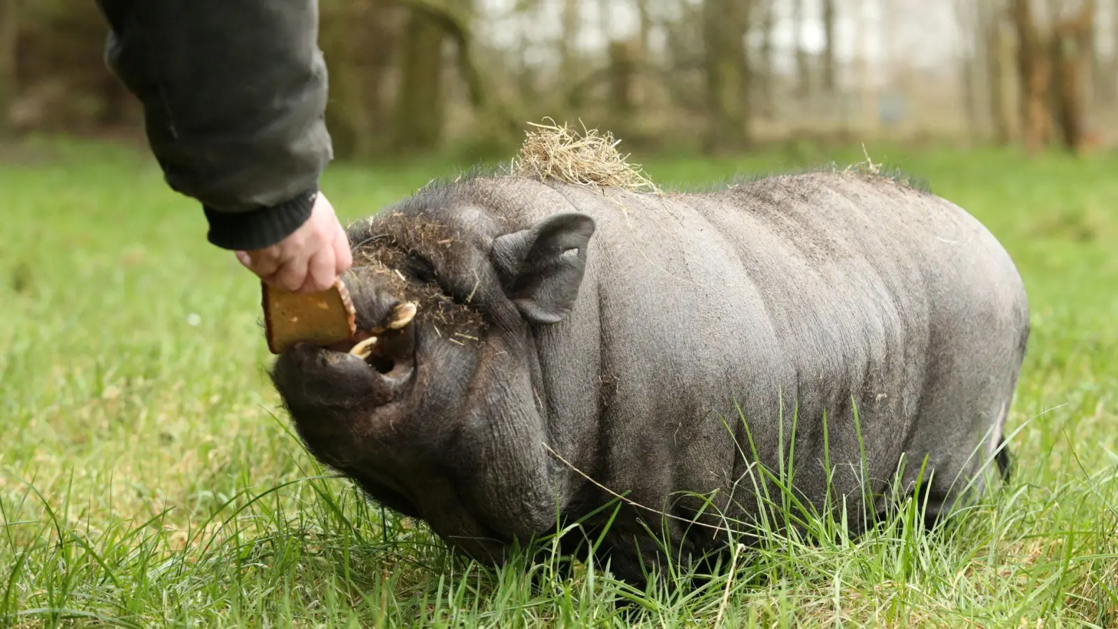 Kein Haustier wie alle anderen: Sogenannte Minischweine sind im Wohngebiet nicht automatisch erlaubt. (Foto: Markus Hibbeler/dpa-tmn)