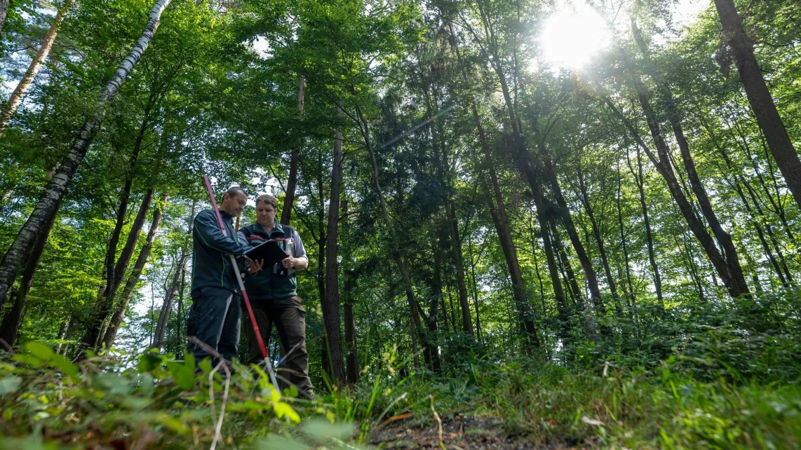 Wie geht es Bayerns Bäumen? (Symbolbild) (Foto: Peter Kneffel/dpa)