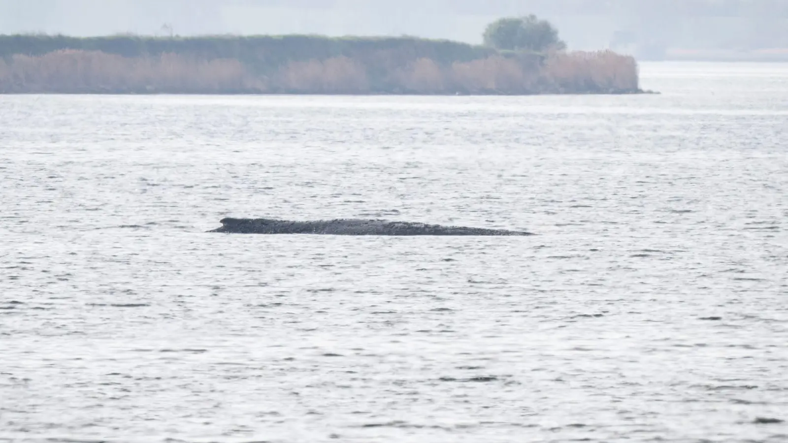 Das Konzept einer privaten Initiative soll nun den Wal retten. (Foto: Philip Dulian/dpa)