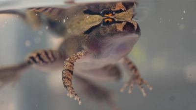 Der Südliche Stotterfrosch ist derzeit bei Aussie Ark in allen Entwicklungsstufen zu sehen, auch während der Metamorphose. (Foto: Aussie Ark/dpa)