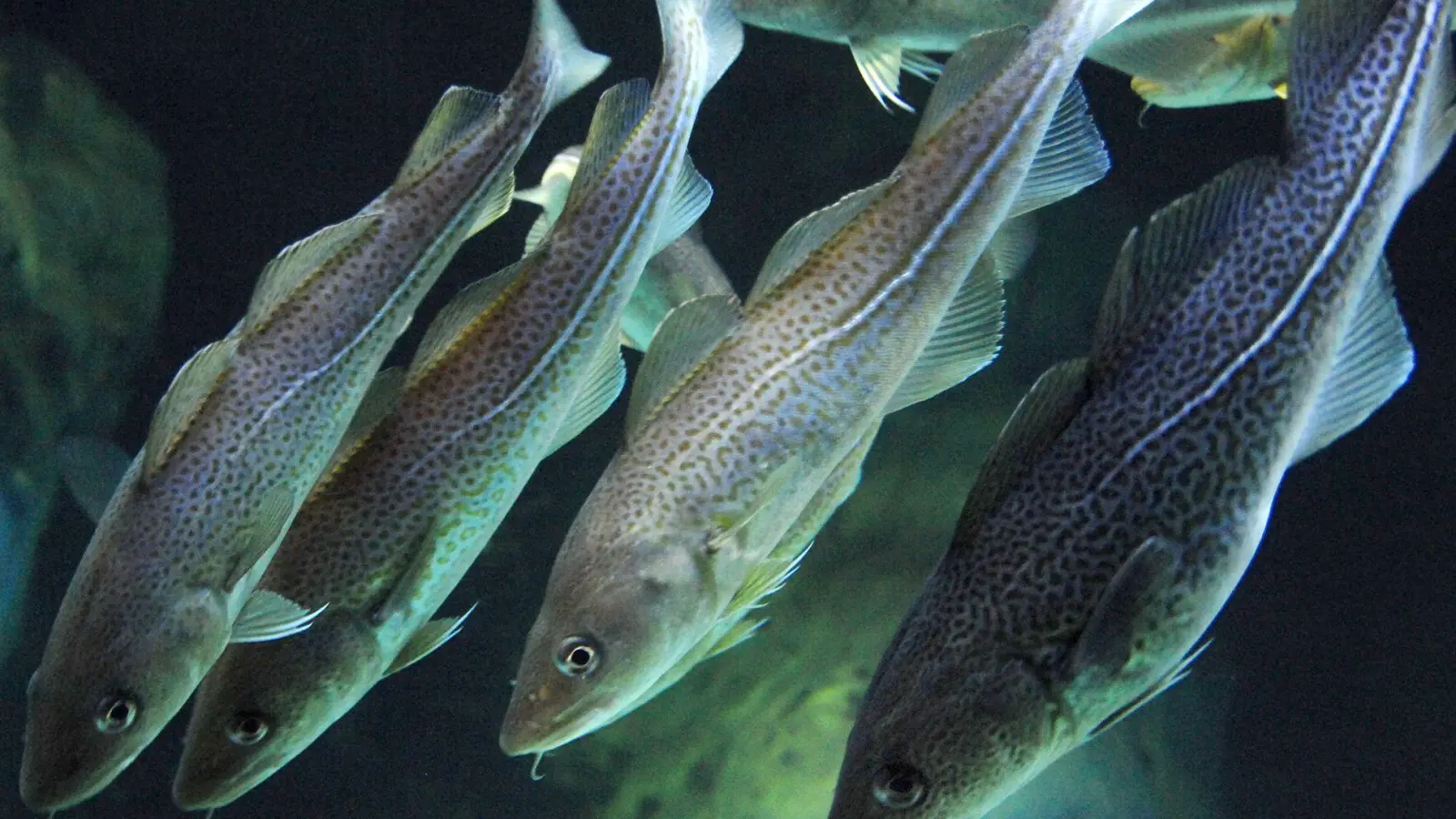Die Kabeljau-Bestände gehen aufgrund der Klimaerwärmung zurück (Archivbild). (Foto: Stefan Sauer/dpa-Zentralbild/dpa)
