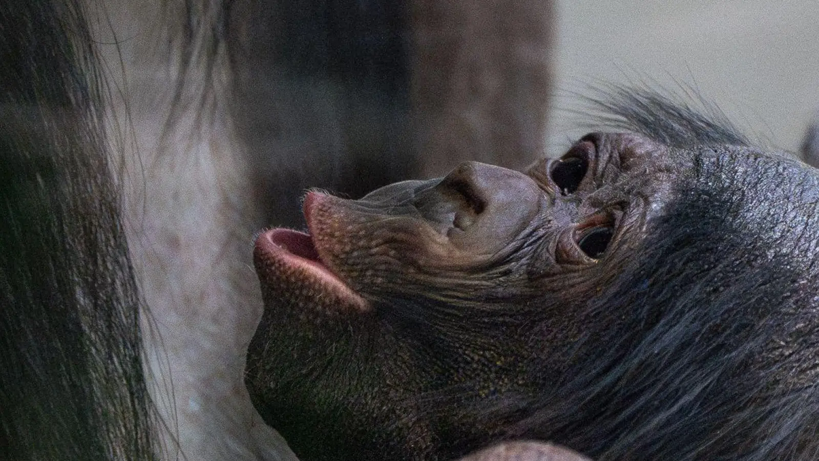 Kurz vor Weihnachten kam das Bonobo-Baby, das noch keinen Namen trägt, zur Welt. (Foto: Lisa-Marie Grimmer/Wilhelma/dpa)
