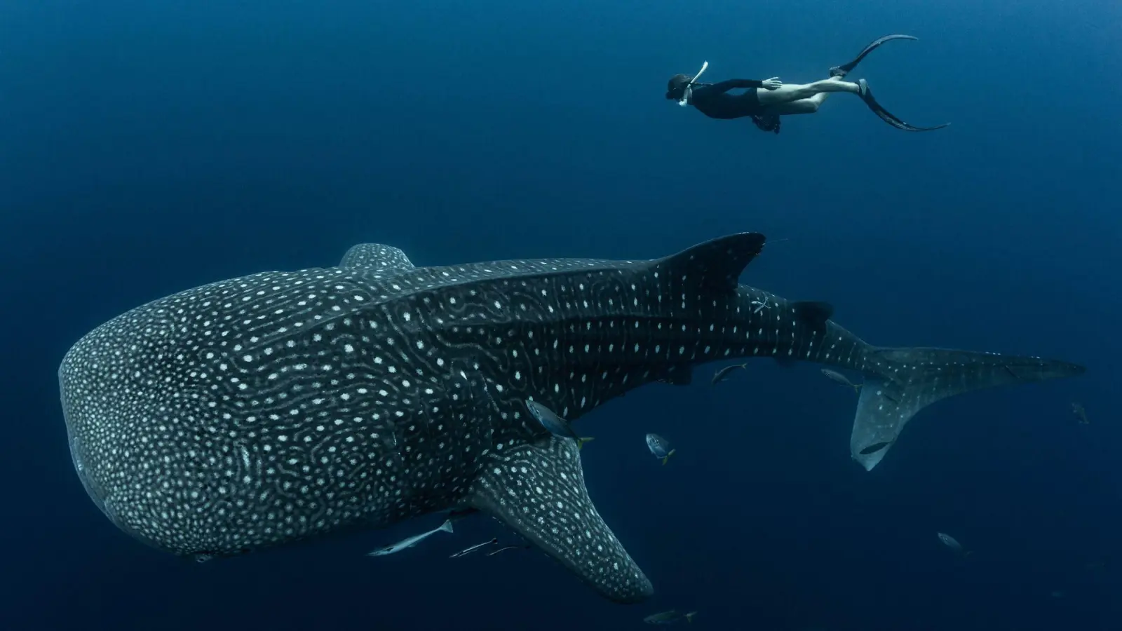 Walhaie sind die größten derzeit lebenden Fische der Erde und faszinieren weltweit Taucher und Schnorchler. (Foto: M.V. Erdmann/dpa)