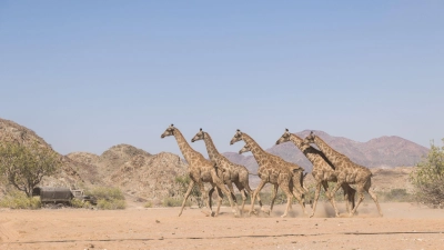 Die Giraffen wurden im Nationalpark ausgesetzt. (Foto: Casey Crafford/dpa)