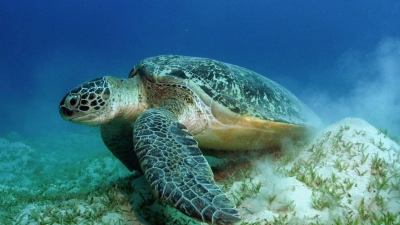 Auch die Grünen Meeresschildkröten gehören WWF zufolge zu den Gewinnern des Jahres. (Foto: Philipp Kanstinger/WWF  /dpa)
