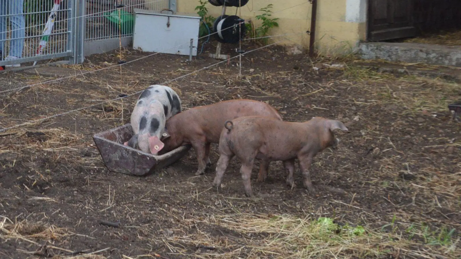 Die drei Schweine Stella, Emma und Mucy beim offiziellen Empfang im Gerolfinger Pfarrgarten im Juli 2023. Das Fleisch der Schweine Stella, Emma und Mucy wurden am vergangenen Wochenende in einer Lotterie verlost. (Foto: Peter Tippl)