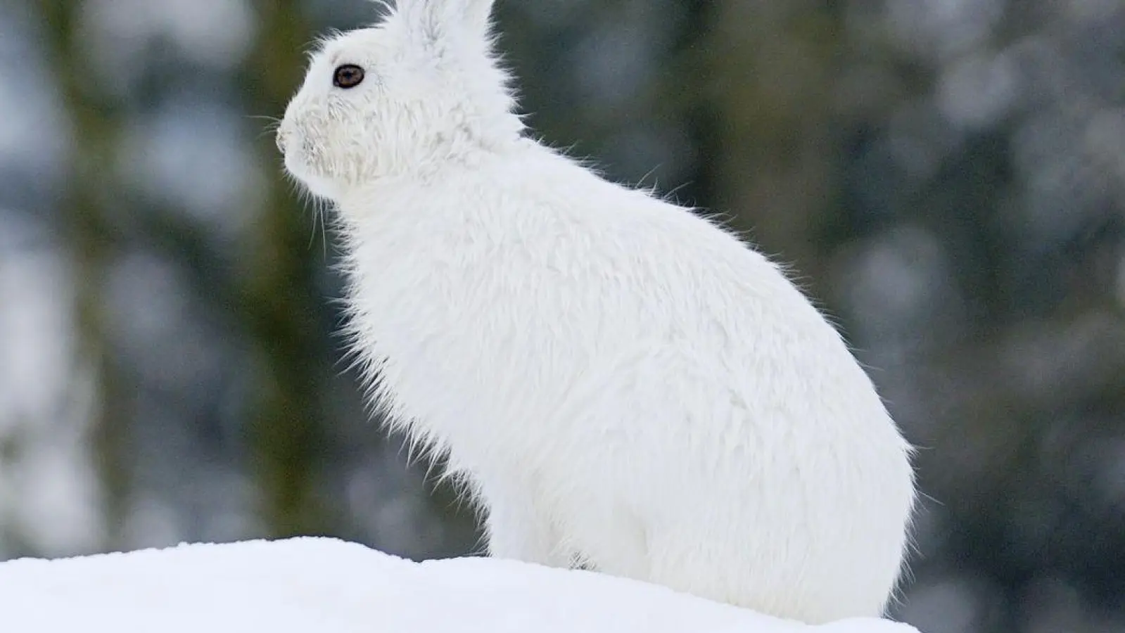 Der Klimawandel macht dem Schneehasen zu schaffen. (Foto: Stefan Huwiler/Imagebroker.com/dpa)
