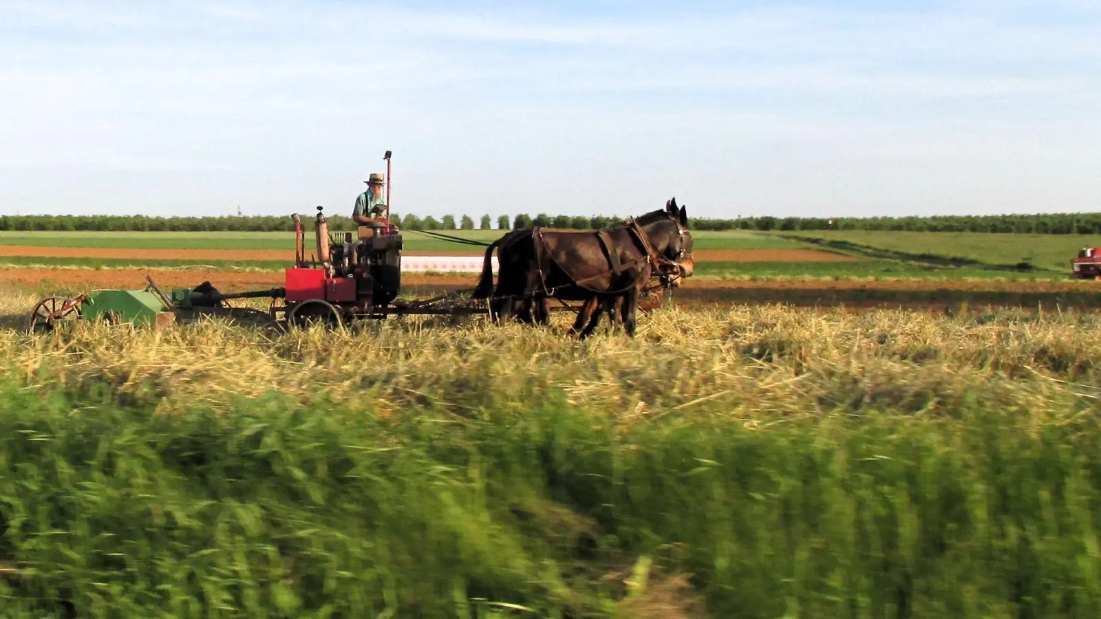 Heu machen mit einem Maultiergespann: ein amischer Bauer auf einem Feld in Lancaster County, Pennsylvania. (Foto: Heike Schmidt-Windhoff/dpa-tmn)