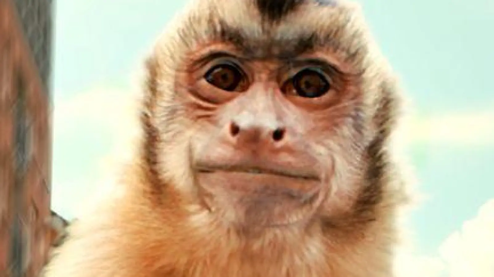 Akiko auf dem Blaulicht - eine Szene des Films „Akiko - Der fliegende Affe“. (Foto: Veit Helmer-Filmproduktion/farbfilm verleih/dpa)