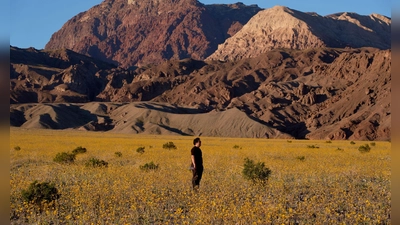 Für Auge und Nase eine Wohltat: Das sonst so trockene und heiße Death Valley im Westen der USA schimmert derzeit in den Farben verschiedener Wildblüten. (Foto: John Locher/AP/dpa)