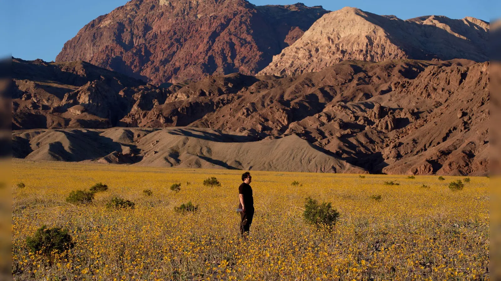 Für Auge und Nase eine Wohltat: Das sonst so trockene und heiße Death Valley im Westen der USA schimmert derzeit in den Farben verschiedener Wildblüten. (Foto: John Locher/AP/dpa)