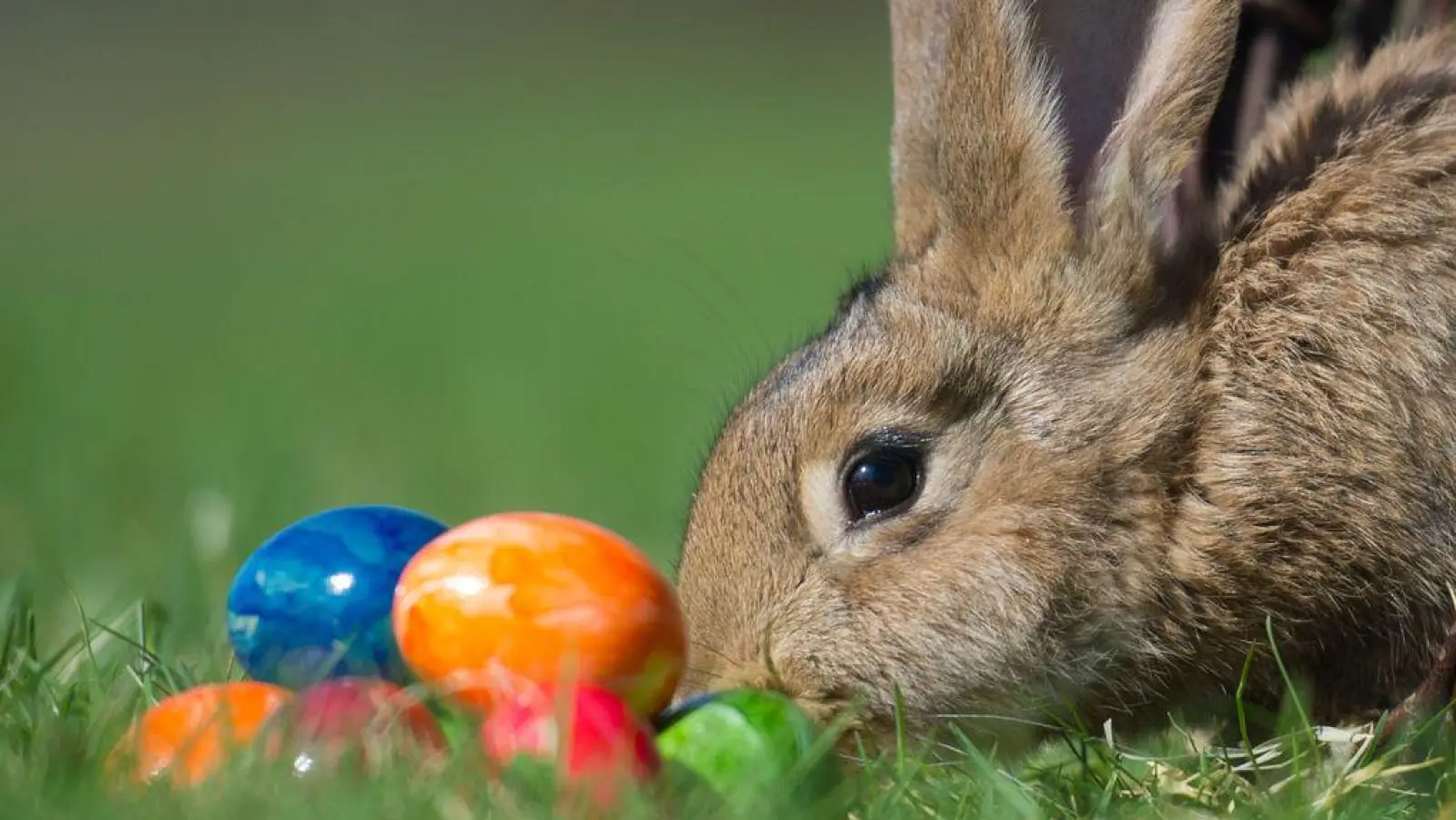 Ein Kaninchen und bunte Ostereier auf einer Wiese. (Foto: Patrick Pleul/dpa)