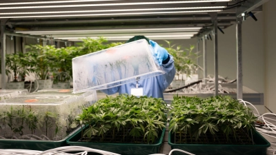 Cannabis-Jungpflanzen wachsen in einem Vegetationsraum des Pharmaunternehmens Demecan. (Foto: Sebastian Kahnert/dpa-Zentralbild/dpa)