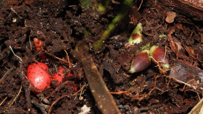 Die Basis der unterirdisch blühenden Pflanze mit Blick auf die reifen roten und unreifen grünen Früchte. (Foto: Randi Agusti/Royal Botanic Gardens/dpa)