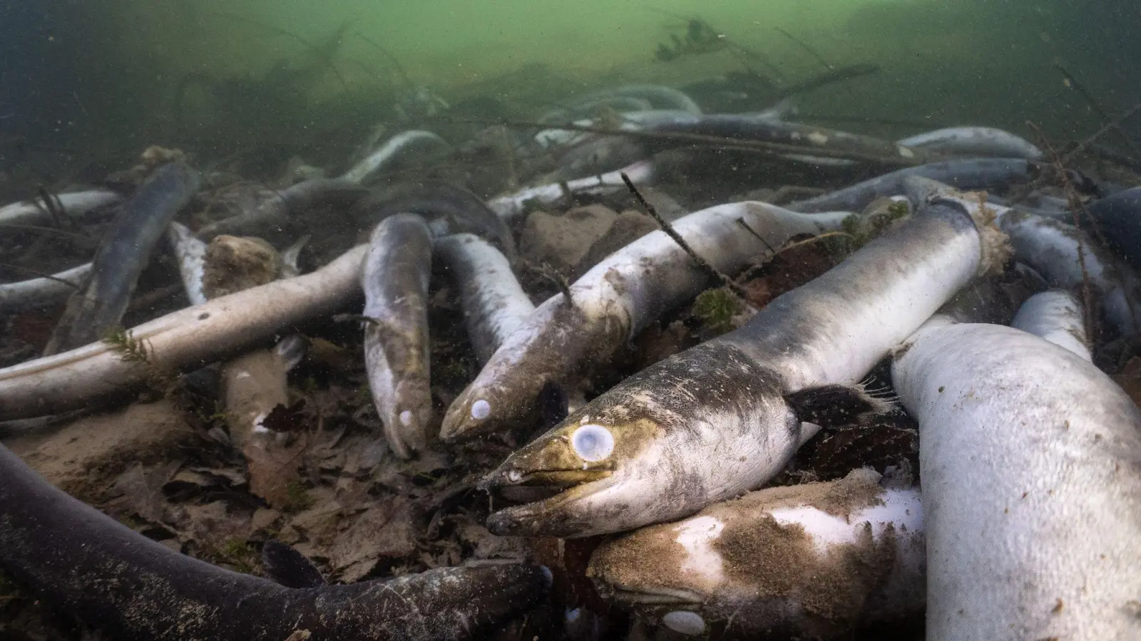 Mit erschreckenden Bildern von verstümmelten und verendeten Aalen prangert der Schweizerische Fischerei-Verband (SFV) das Tierleid im Hochrhein an. (Foto: Jonas Steiner/Schweizerischer Fischerei- Verband/dpa)