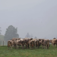 Grau in Grau statt Sonne: Der Herbst meldet sich in Bayern eindringlich. (Archivbild) (Foto: Karl-Josef Hildenbrand/dpa)
