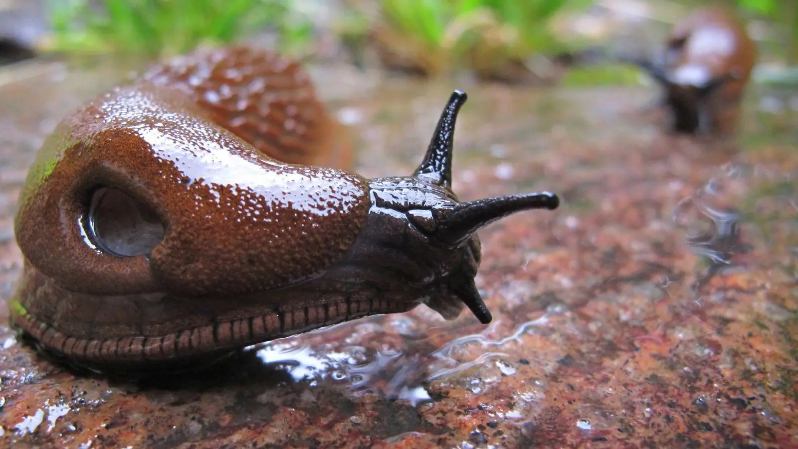 Die Spanische Wegschnecke liebt feuchtes Wetter und frisst so gut wie alles. (Foto: Karl-Josef Hildenbrand/dpa/dpa-tmn)