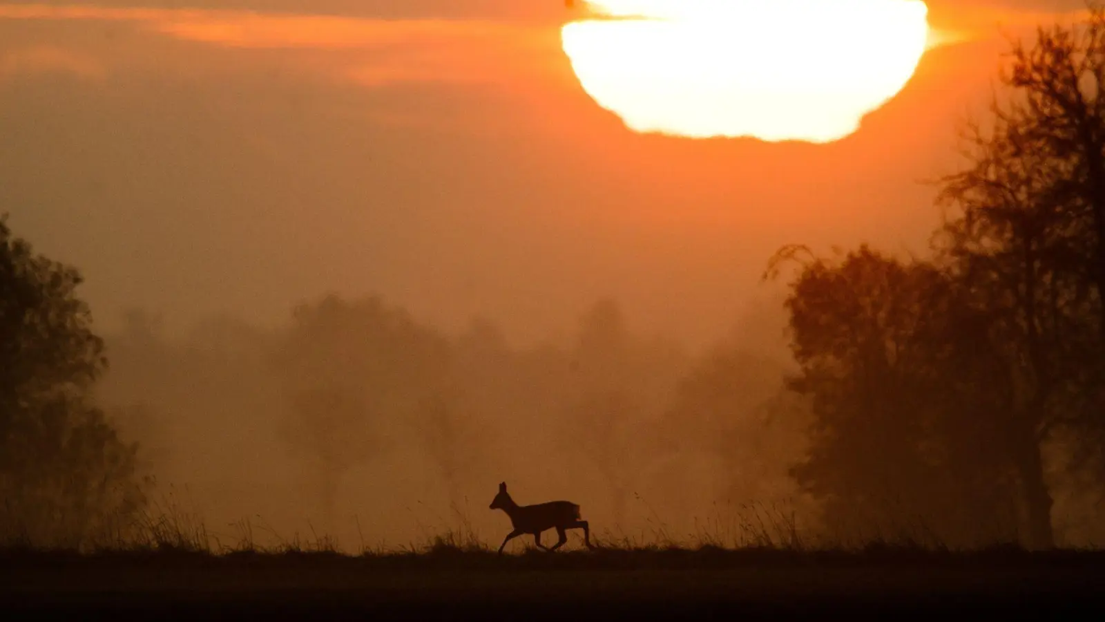 Idylle im Herbst? Gewiss, aber durch die Zeitumstellung erhöht sich auch das Unfallrisiko durch Wildwechsel. (Foto: Julian Stratenschulte/dpa/dpa-tmn)