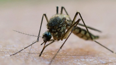 Witterungsbedingt: Die ersten Stechmücken sind bereits geschlüpft. (Foto: Patrick Pleul/dpa-Zentralbild/dpa)