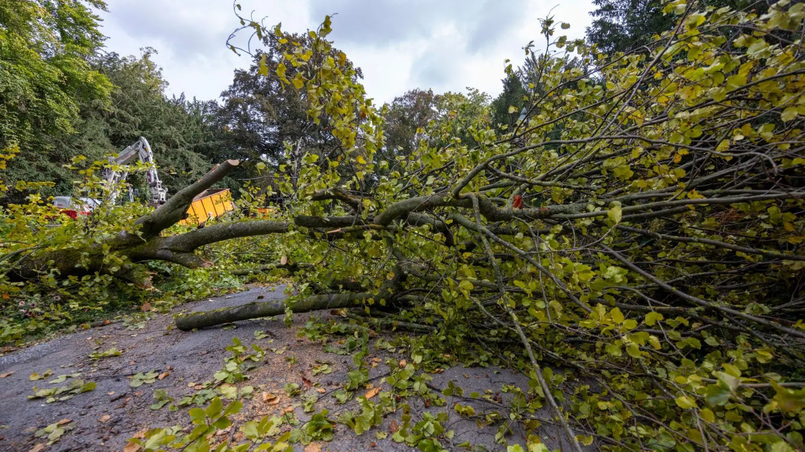 Arbeiter zerlegen den Baum, der aus bisher ungeklärter Ursache umgestürzt ist. (Foto: Heiko Becker/dpa)