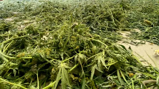 In einem Gewerbegebiet entsorgte Cannabis-Pflanzen. Die Legalisierung wird in Deutschland wohl noch auf sich warten lassen. (Foto: Landespolizeiinspektion Saalfeld/dpa)