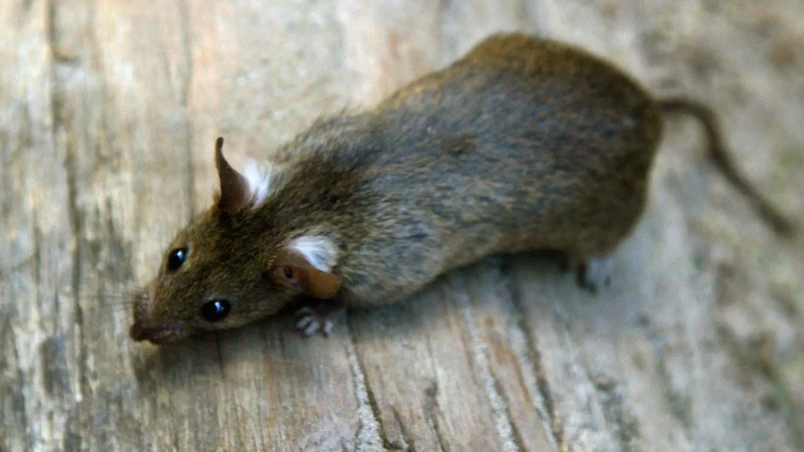 Im Norma-Zentrallager in Regenstauf sind Ratten festgestellt worden. (Symbolbild) (Foto: Arno Burgi/dpa-Zentralbild/dpa)