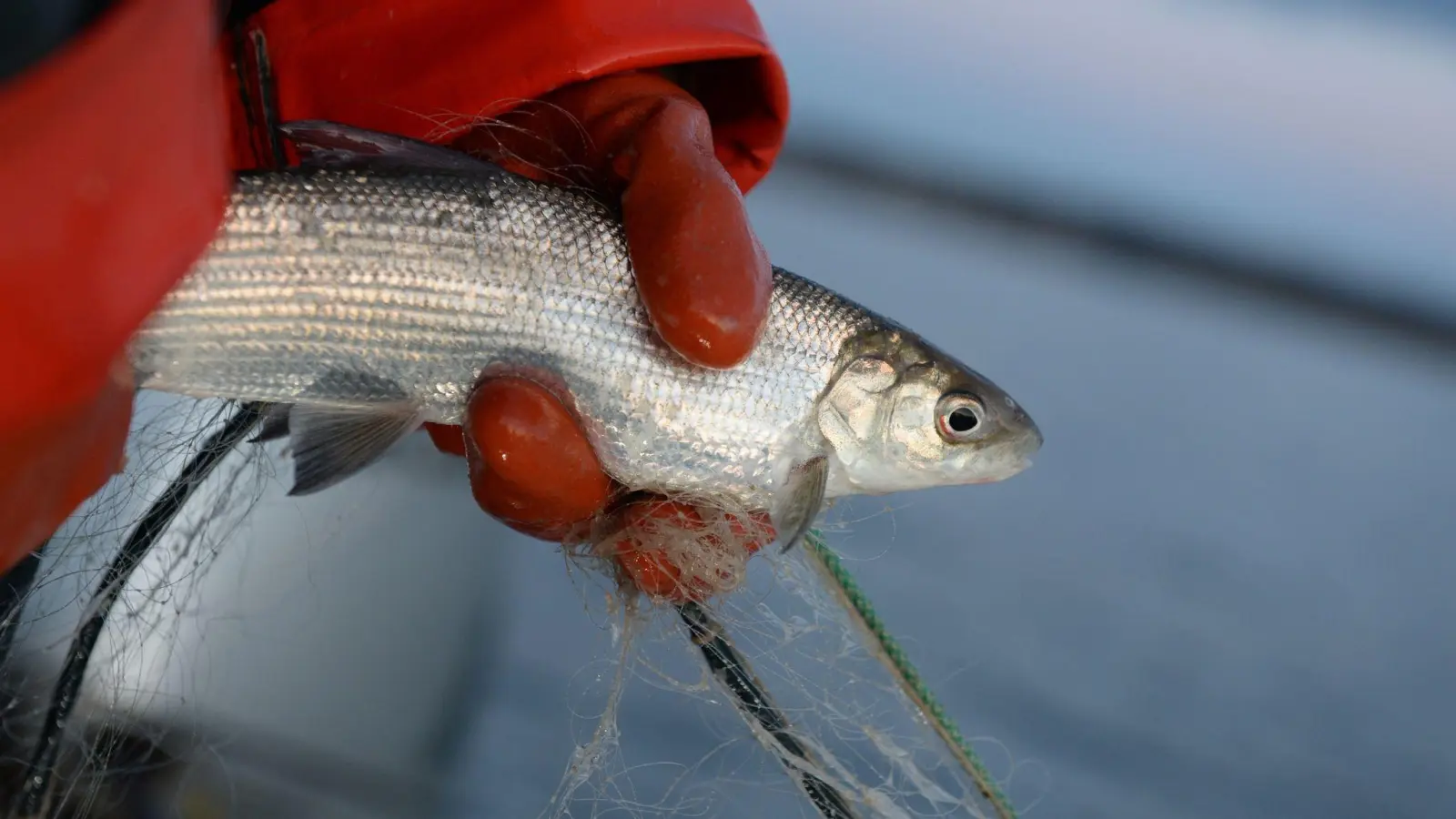 Zu wenig Nahrung, zu viele Fressfeinde: Berufsfischern im Bodensee gehen kaum noch Felchen ins Netz. (Foto: Felix Kästle/dpa)