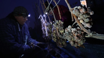 Ein Erntehelfer erntet am frühen Morgen gefrorene Weintrauben der Rebsorte Silvaner. (Foto: Karl-Josef Hildenbrand/dpa)