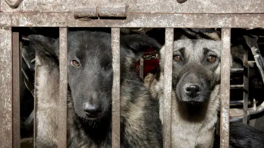 Hunde, die geschlachtet werden sollen, sitzen in einem Käfig auf einem Tiermarkt in Lijang in der chinesischen Provinz Yunnan. (Foto: epa Michael Reynolds/epa/dpa)