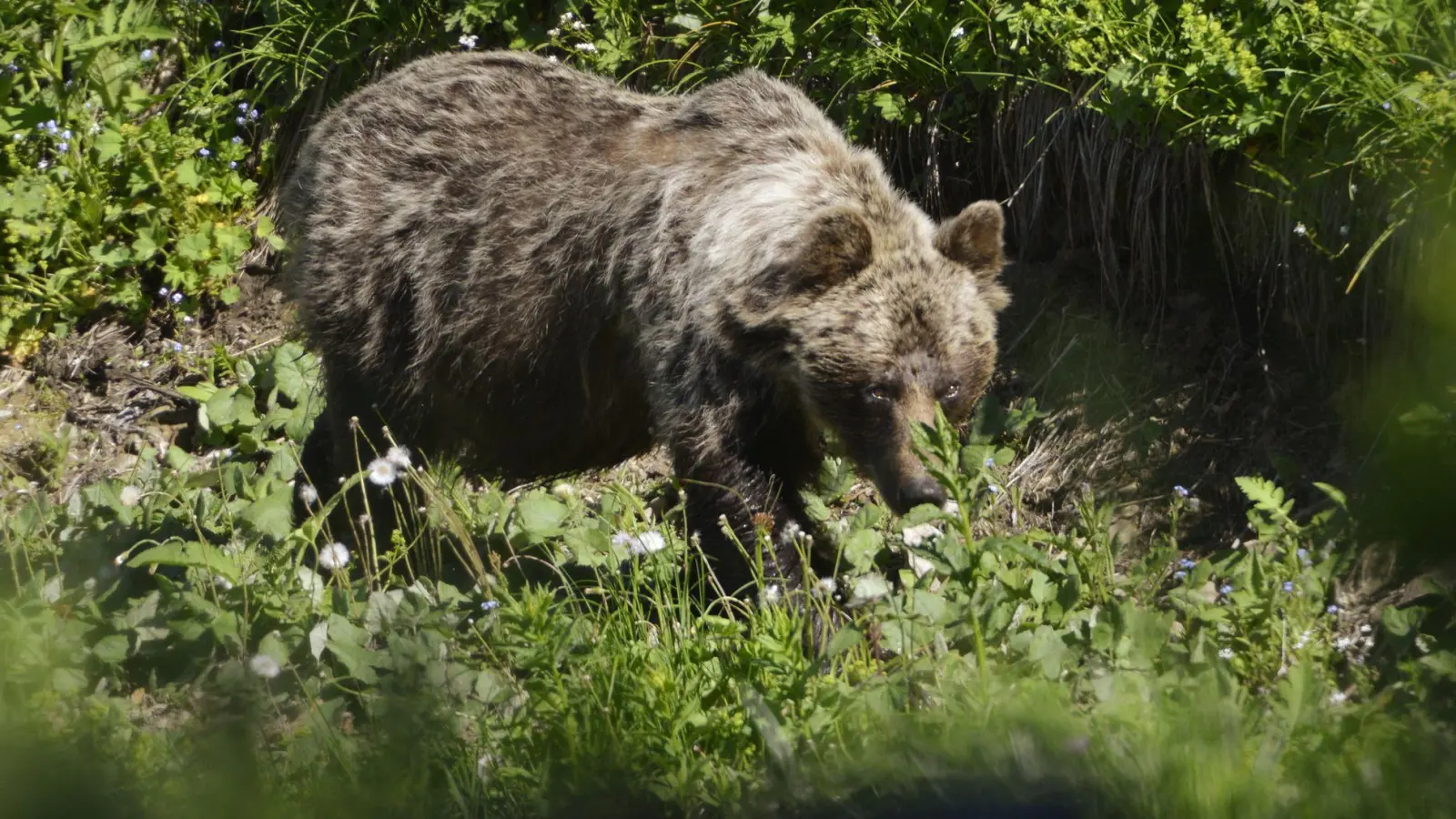 Ein Braunbär ist im Tal Zadné Meďodoly in Tatranská Javorina unterwegs. (Archivbild) (Foto: Milan Kapusta/tasr/dpa)