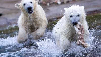 Die Eisbär-Zwillinge Kaja und Skadi toben herum. (Foto: Jens Büttner/dpa)