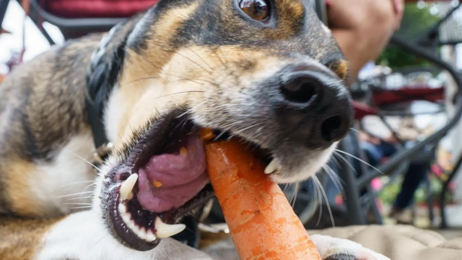 Kein Problem, wenn Hunde gerne Karotten fressen - Gemüse ist bis auf einige Ausnahmen unbedenklich. (Foto: Frank Rumpenhorst/dpa)
