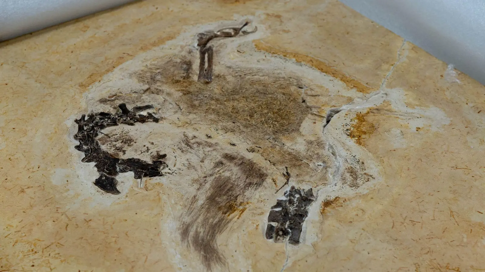 Auf diesem vom brasilianischen Wissenschaftsministerium zur Verfügung gestellten Bild ist das Fossil des Sauriers Ubirajara jubatus zu sehen, als es im Museum Cariri ankommt. (Foto: Raul Vasconcelos/MCTI Brasil/dpa)