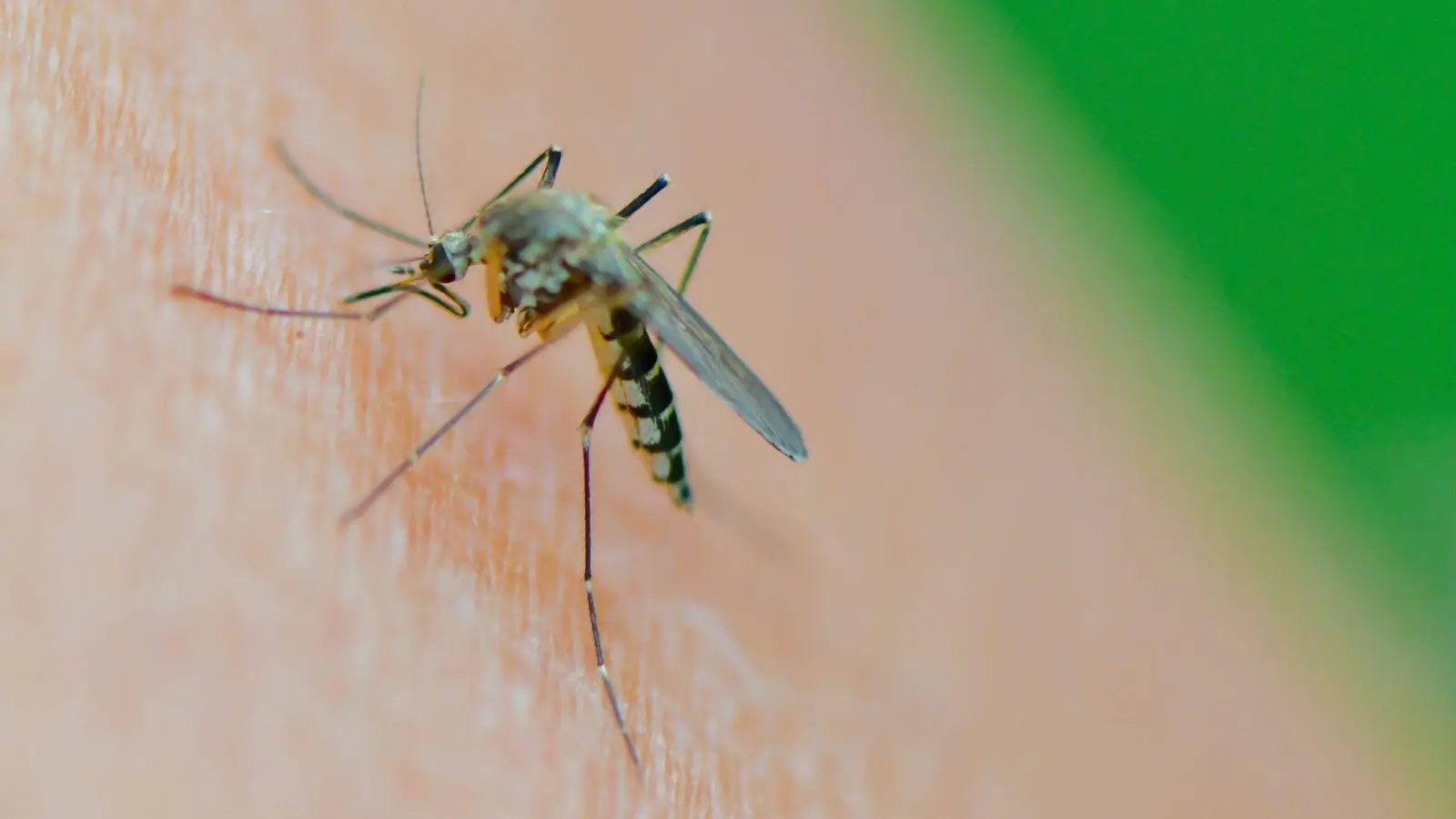 Eine Mücke der Art Aedes vexans saugt Blut aus dem Arm einer Frau. (Foto: Patrick Pleul/dpa-Zentralbild/dpa/Symbolbild)