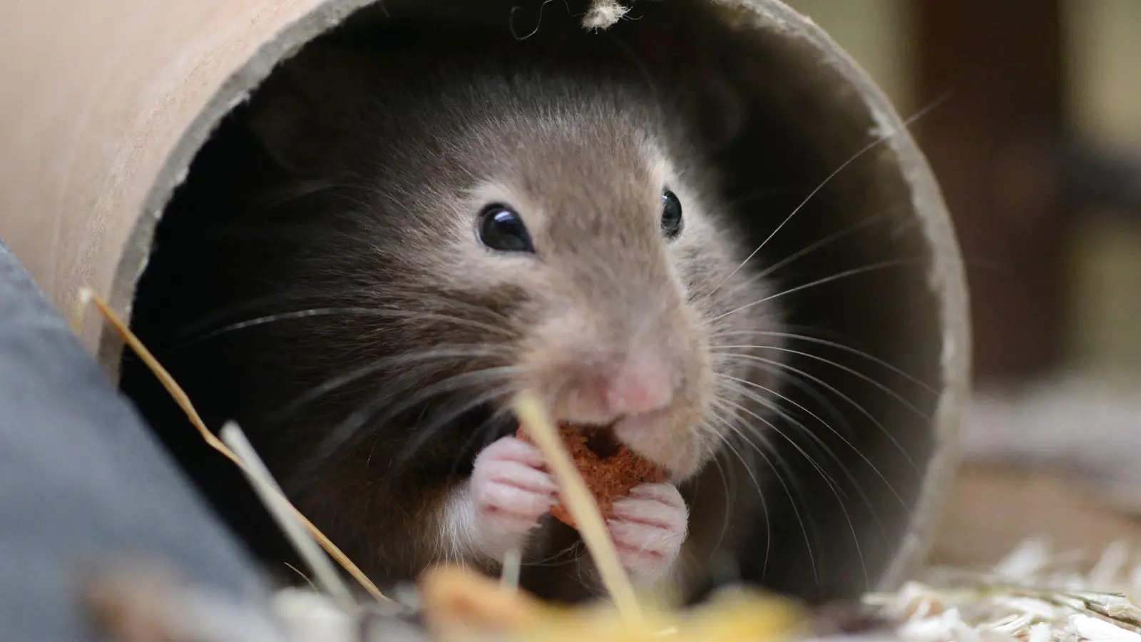 Mit Einstreu und Nistmaterial kann man dem Hamster ein kuscheliges Heim bereiten. (Foto: Caroline Seidel-Dißmannel/dpa-tmn)