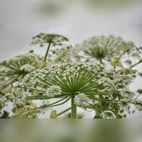 Die weißen Blüten bildet der Riesenbärenklau im Juli und August aus. Sie enthalten pro Blüte bis zu 30.000 Samen. (Foto: Manfred Blendinger)