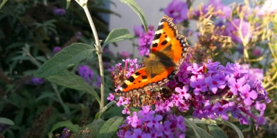 Im Frühjahr kann man wieder viel für Schmetterlinge und andere Tiere im Garten tun. (Foto: Christian Treffer)