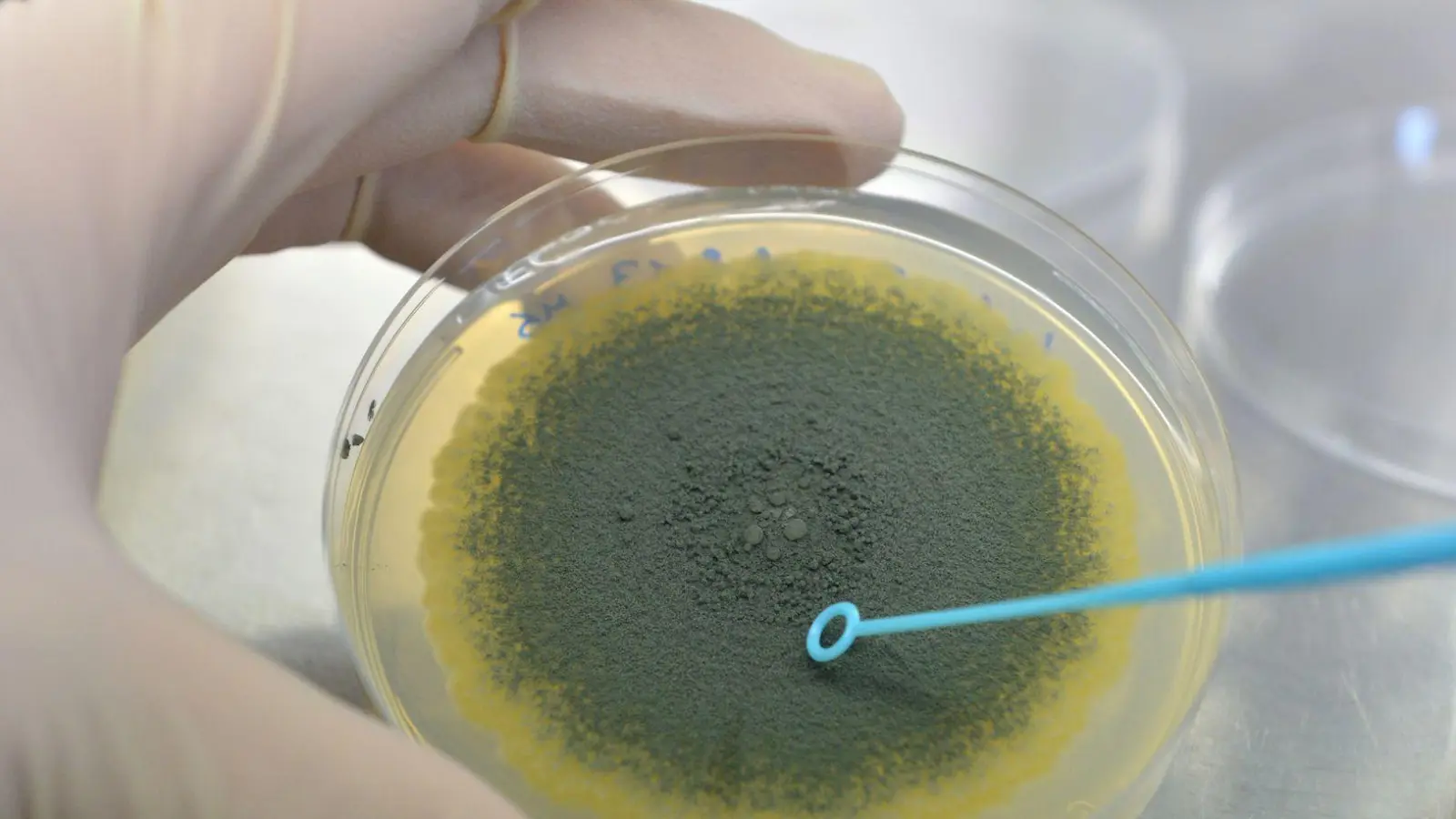 Giftbildende Schimmelpilzkulturen befinden sich in einer Petrischale. (Foto: Uli Deck/dpa/Symbolbild)