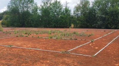Auf diesen nicht mehr genutzten Tennisplätzen des TSV 1860 Ansbach sollen die neuen Padel-Courts gebaut werden. (Foto: Constantin Prosch)