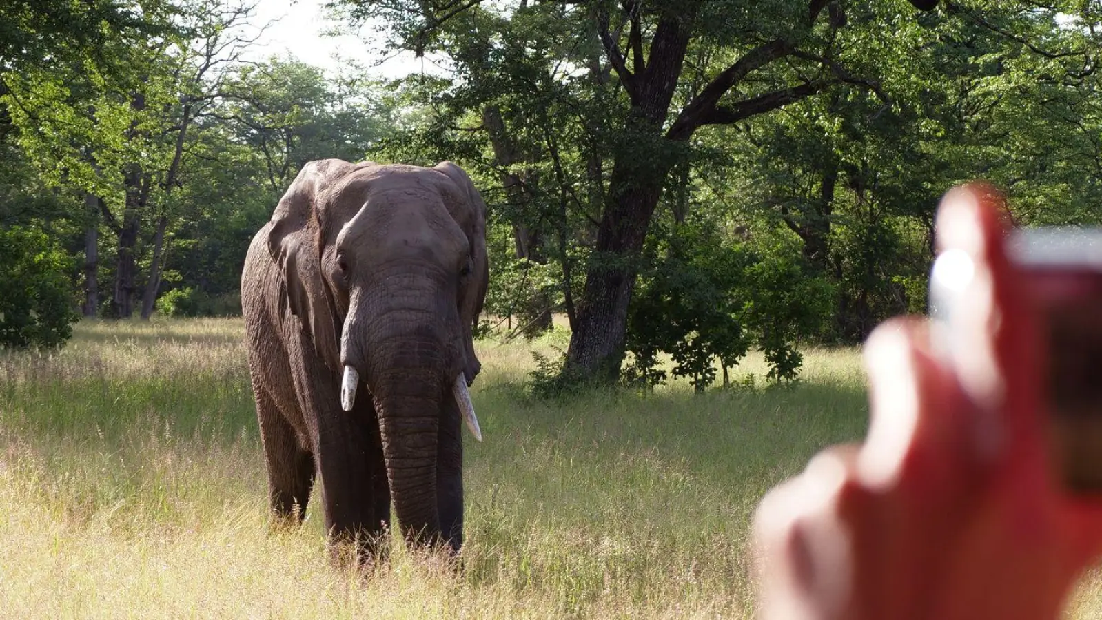 Begehrtes Fotomotiv auf Safari: ein Elefant im Liwonde National Park. (Foto: Julian Hilgers/dpa-tmn/dpa)