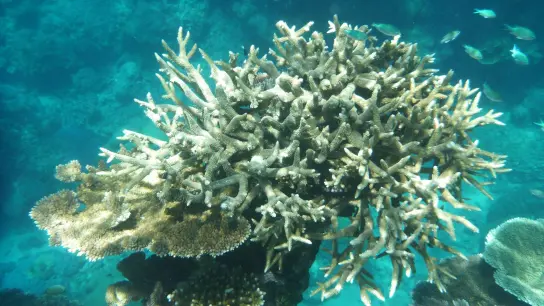 Korallenriffe weltweit befinden sich in einem besorgniserregenden Zustand. (Foto: Daniel Naupold/dpa)