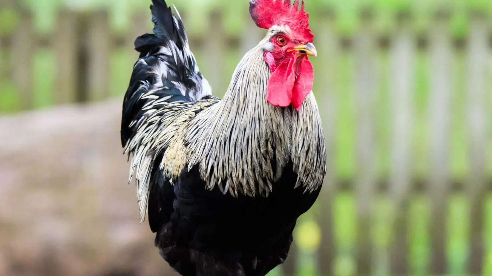 Woher der Hahn stammte, konnte die Polizei nicht mehr klären. (Symbolbild) (Foto: Julian Stratenschulte/dpa)