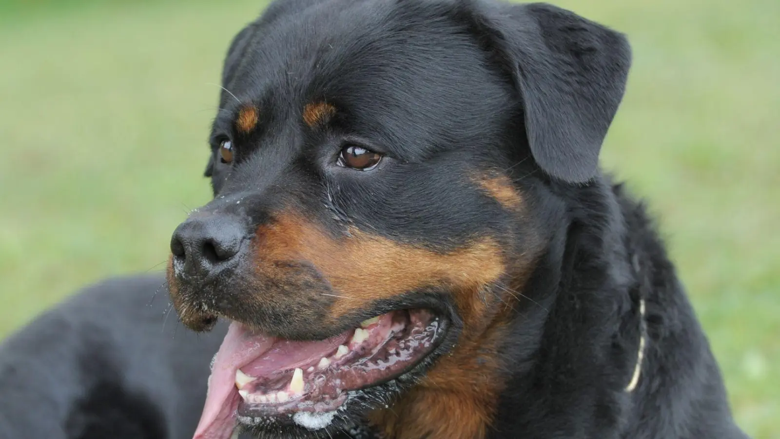 Nach dem Angriff auf den Kinderwagen entfernte sich der Hundebesitzer vo Ort des Geschehens. (Symbolbild) (Foto: Franziska Kraufmann/dpa)