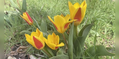 Damit Tulpen gut wachsen können, brauchen sie einen trockenen Standort. (Foto: Sarah Jentzsch)