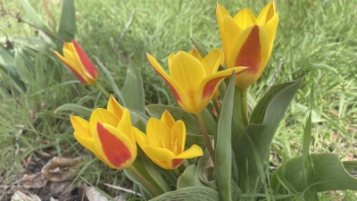 Damit Tulpen gut wachsen können, brauchen sie einen trockenen Standort. (Foto: Sarah Jentzsch)